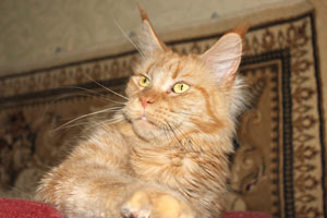 ������ ���� ���