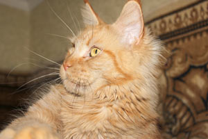 ������ ���� ���