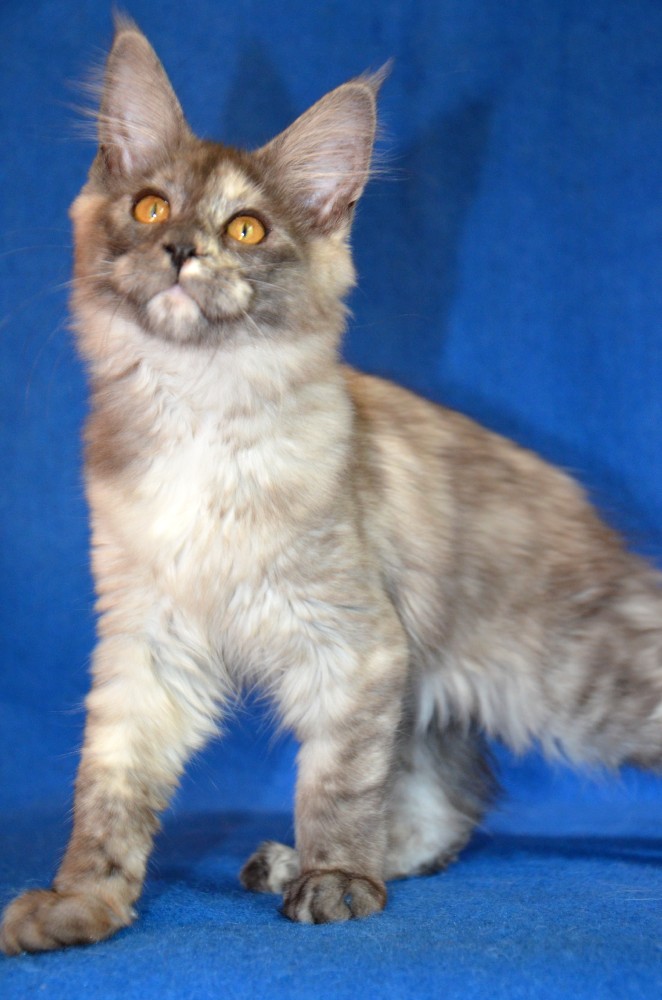 Питомник кошек мейн кун Bericoon & Soir de LuNa, кошка мейн кун LEDY-X BELLA DOL'CHA