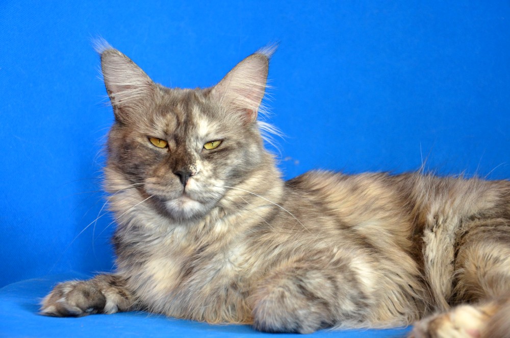 Питомник кошек мейн кун Bericoon & Soir de LuNa, LEDY-X BELLA DOL'CHA