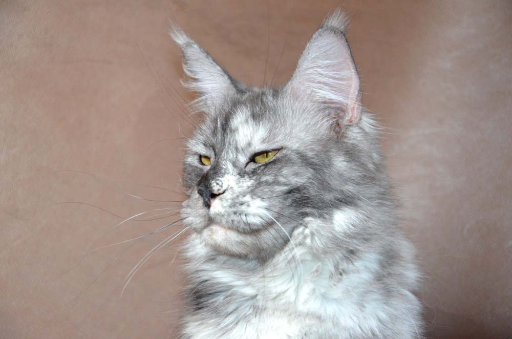 Питомник кошек мейн кун Bericoon & Soir de LuNa, LEDY-X BELLA DOL'CHA