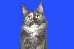    Belocoon's Barbara
