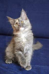   Belocoon's Barbara