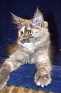    Belocoon's Barbara
