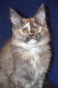    Belocoon's Barbara