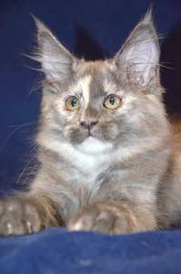    Belocoon's Barbara