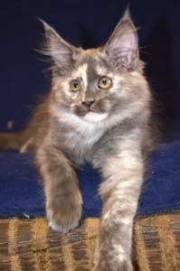    Belocoon's Barbara