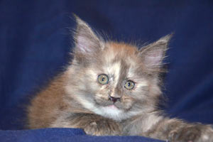    Belocoon's Barbara