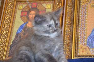    Belocoon's Barbara