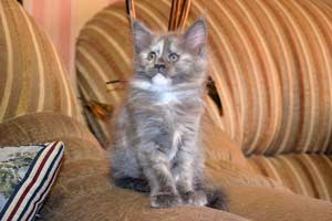    Belocoon's Barbara