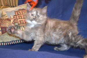    Belocoon's Barbara