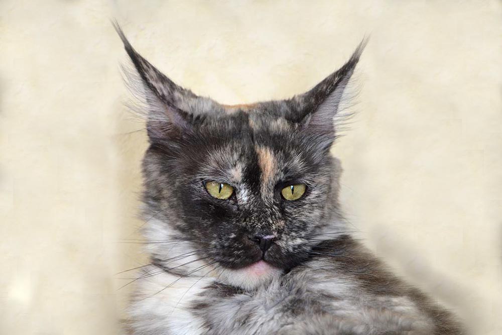 Питомник кошек мейн кун Bericoon & Soir de LuNa, BeRiCooN DECHADO Estrella