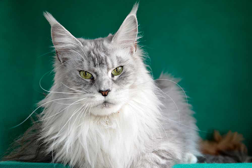 Питомник кошек мейн кун Bericoon & Soir de LuNa, Котёнок мейн кун RU*MOVINGSPIRIT EUPHORIA