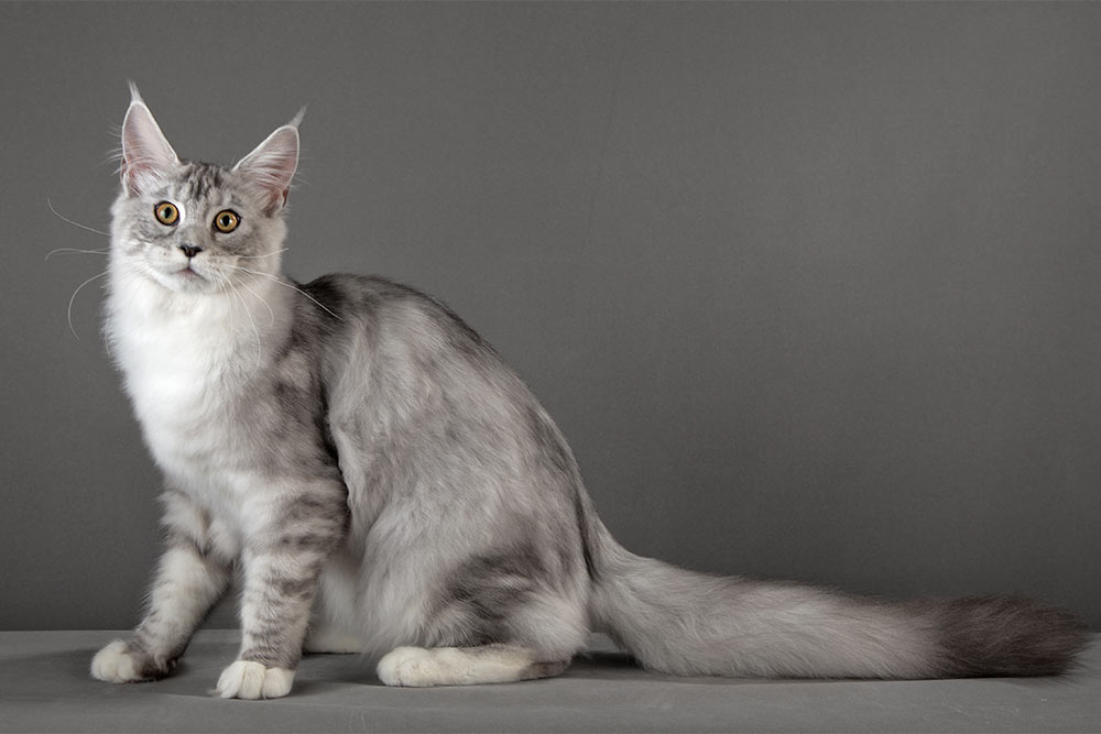 Питомник кошек мейн кун Bericoon & Soir de LuNa, Котёнок мейн кун RU*MOVINGSPIRIT EUPHORIA