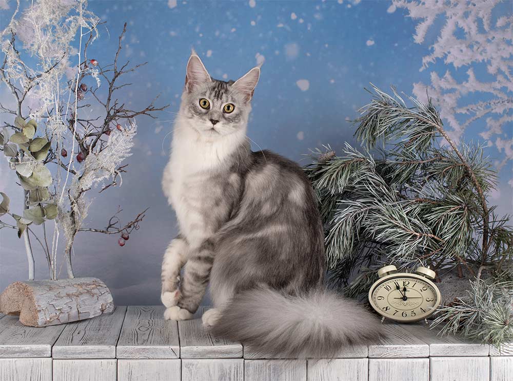 Питомник кошек мейн кун Bericoon & Soir de LuNa, Котёнок мейн кун RU*MOVINGSPIRIT EUPHORIA