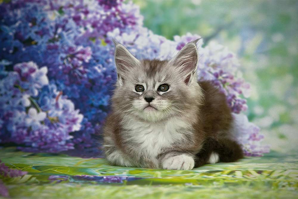 Питомник кошек мейн кун Bericoon & Soir de LuNa, Котёнок мейн кун RU*MOVINGSPIRIT EUPHORIA