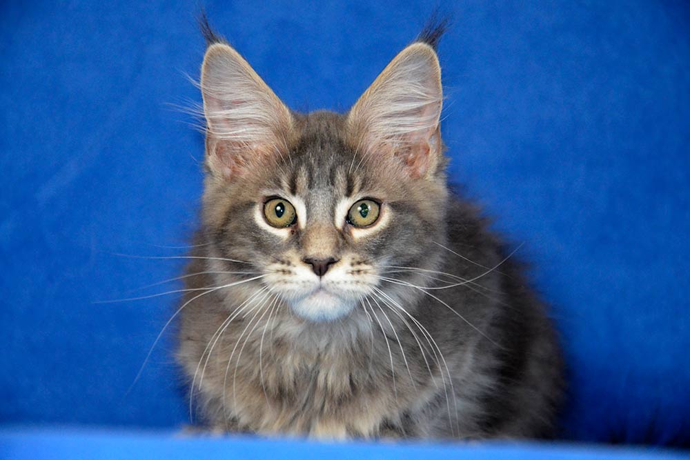 Котик мейн кун War Wizard 