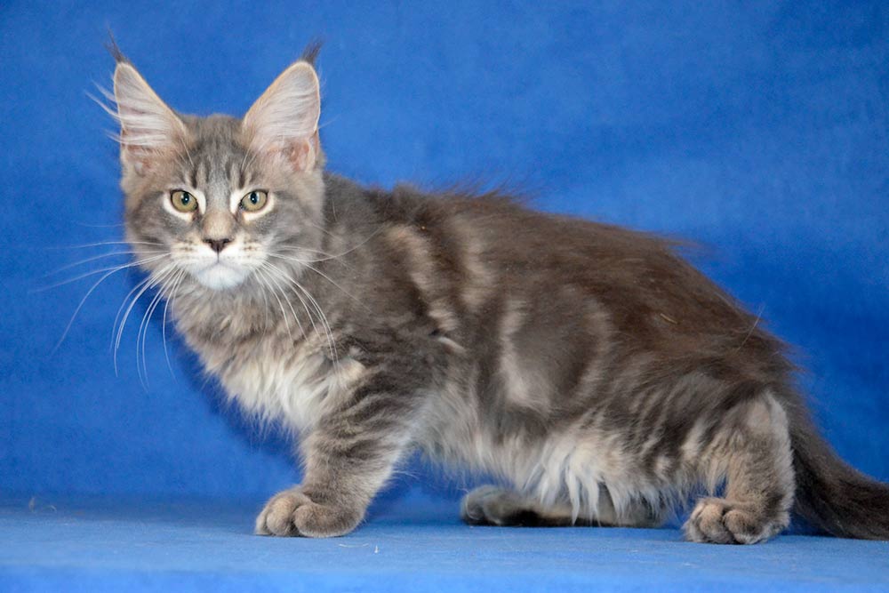 Котик мейн кун War Wizard 