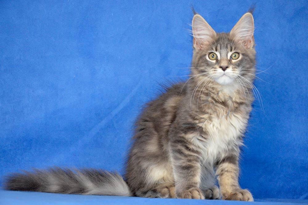 Котик мейн кун War Wizard 