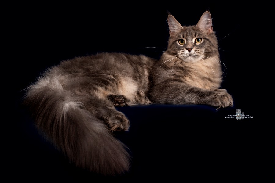 Питомник кошек мейн кун Bericoon & Soir de LuNa, Котёнок мейн кун War Wizard