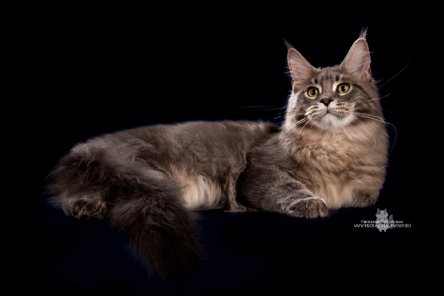 Котик мейн кун War Wizard 