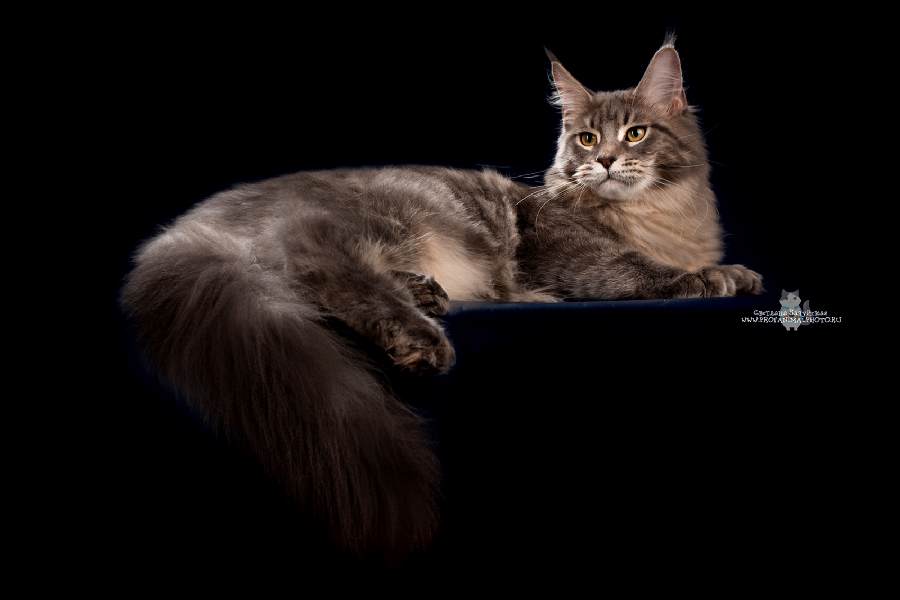 Котик мейн кун War Wizard 