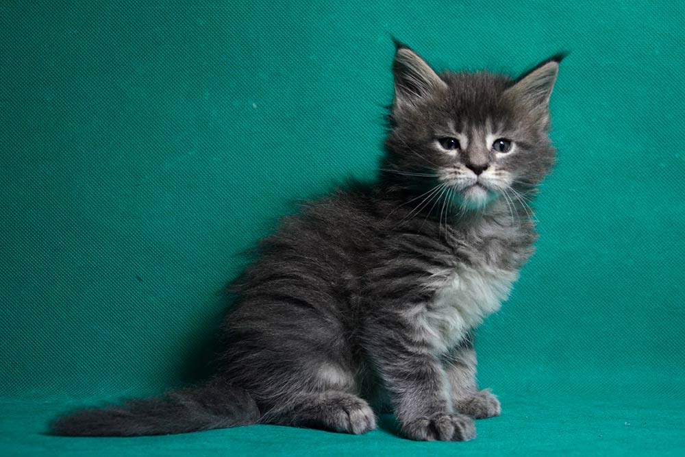 Котик мейн кун War Wizard 