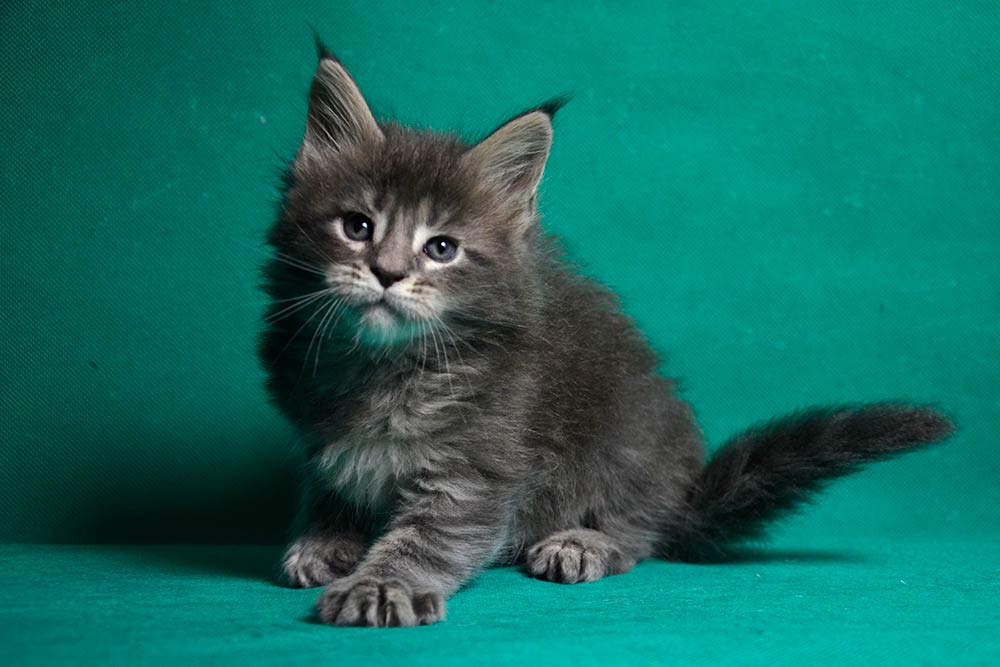 Котик мейн кун War Wizard 