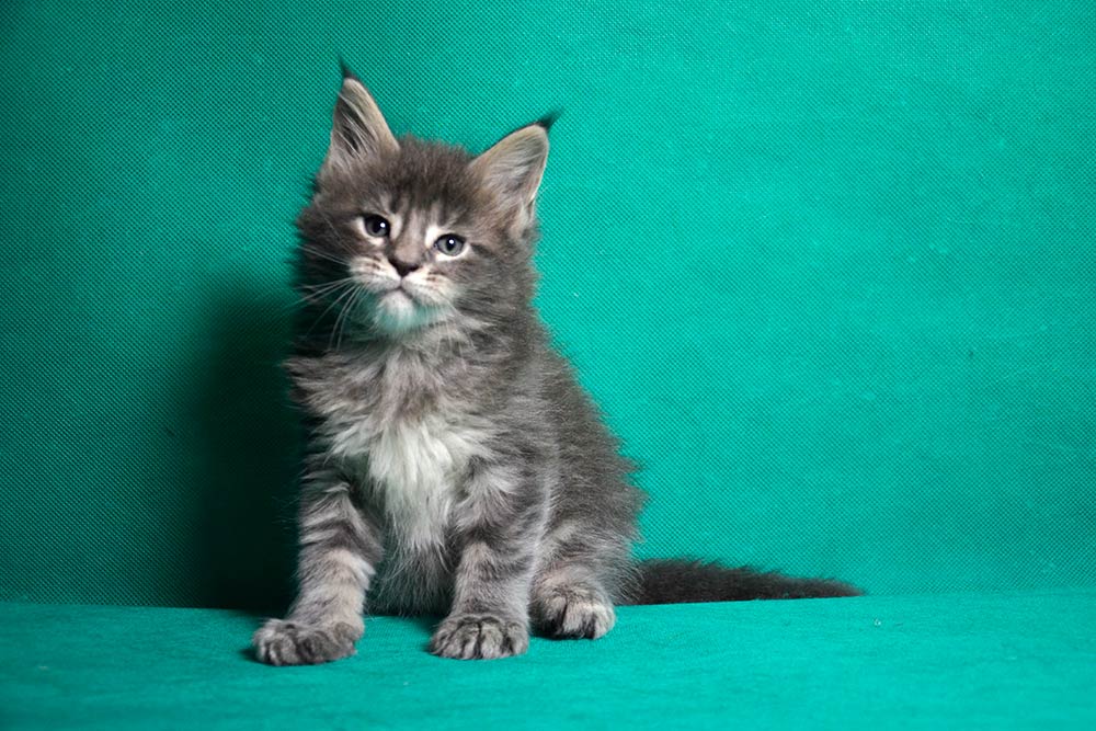 Котик мейн кун War Wizard 