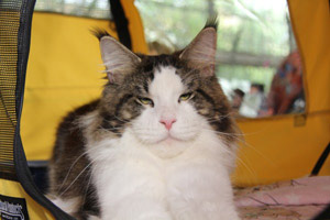    Belocoon's Friedrich von Woolf