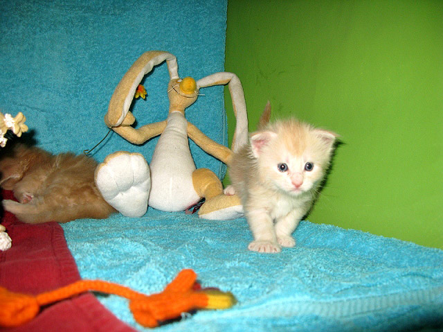 Питомник кошек мейн кун Bericoon & Soir de LuNa, Кот мейн кун Национальный  Чемпион NW(RU)11 SC FIFe GICh WCF & QGCH TICA BeRiCooN Zig SOIR DVM