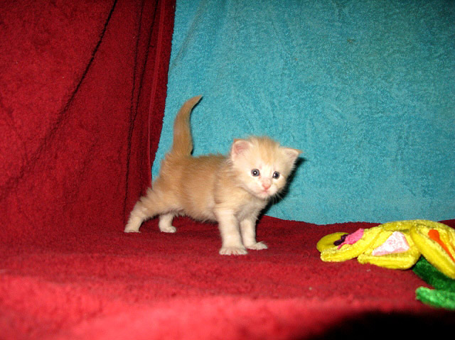 Питомник кошек мейн кун Bericoon & Soir de LuNa, Кот мейн кун Национальный  Чемпион NW(RU)11 SC FIFe GICh WCF & QGCH TICA BeRiCooN Zig SOIR DVM