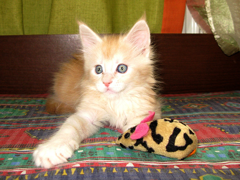 Питомник кошек мейн кун Bericoon & Soir de LuNa, Кот мейн кун Национальный  Чемпион NW(RU)11 SC FIFe GICh WCF & QGCH TICA BeRiCooN Zig SOIR DVM