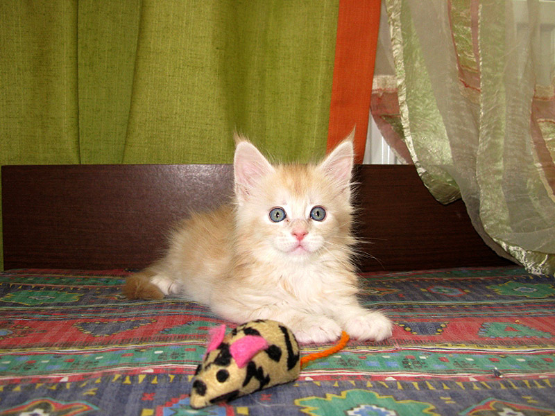 Питомник кошек мейн кун Bericoon & Soir de LuNa, Кот мейн кун Национальный  Чемпион NW(RU)11 SC FIFe GICh WCF & QGCH TICA BeRiCooN Zig SOIR DVM