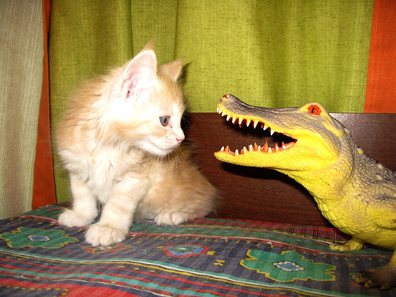 Питомник кошек мейн кун Bericoon & Soir de LuNa, Кот мейн кун Национальный  Чемпион NW(RU)11 SC FIFe GICh WCF & QGCH TICA BeRiCooN Zig SOIR DVM