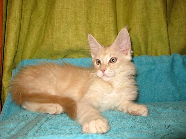 Питомник кошек мейн кун Bericoon & Soir de LuNa, Кот мейн кун Национальный  Чемпион NW(RU)11 SC FIFe GICh WCF & QGCH TICA BeRiCooN Zig SOIR DVM