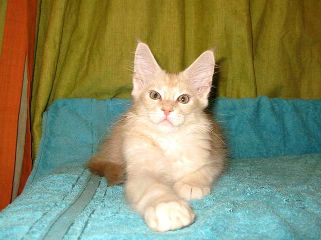 Питомник кошек мейн кун Bericoon & Soir de LuNa, Кот мейн кун Национальный  Чемпион NW(RU)11 SC FIFe GICh WCF & QGCH TICA BeRiCooN Zig SOIR DVM