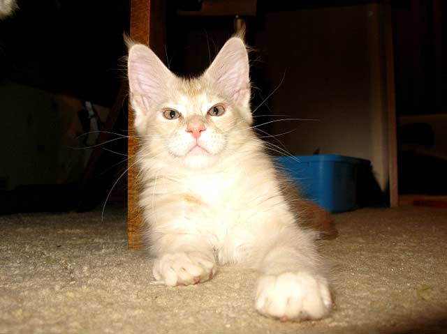 Питомник кошек мейн кун Bericoon & Soir de LuNa, Кот мейн кун Национальный  Чемпион NW(RU)11 SC FIFe GICh WCF & QGCH TICA BeRiCooN Zig SOIR DVM