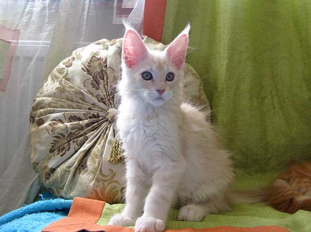 Питомник кошек мейн кун Bericoon & Soir de LuNa, Кот мейн кун Национальный  Чемпион NW(RU)11 SC FIFe GICh WCF & QGCH TICA BeRiCooN Zig SOIR DVM