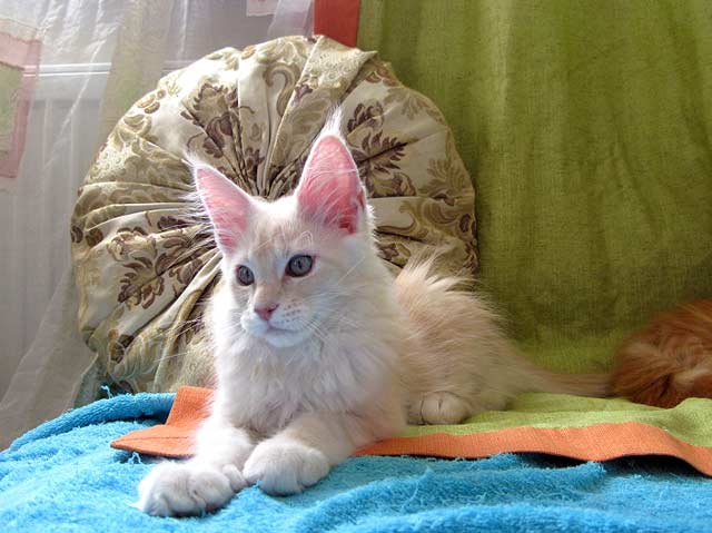 Питомник кошек мейн кун Bericoon & Soir de LuNa, Кот мейн кун Национальный  Чемпион NW(RU)11 SC FIFe GICh WCF & QGCH TICA BeRiCooN Zig SOIR DVM