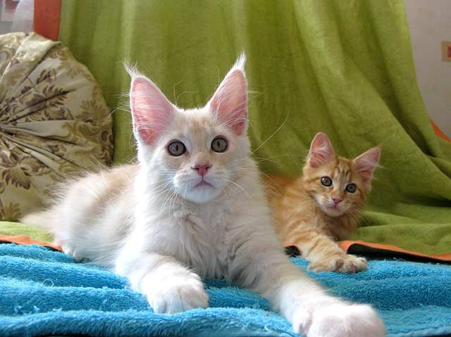 Питомник кошек мейн кун Bericoon & Soir de LuNa, Кот мейн кун Национальный  Чемпион NW(RU)11 SC FIFe GICh WCF & QGCH TICA BeRiCooN Zig SOIR DVM