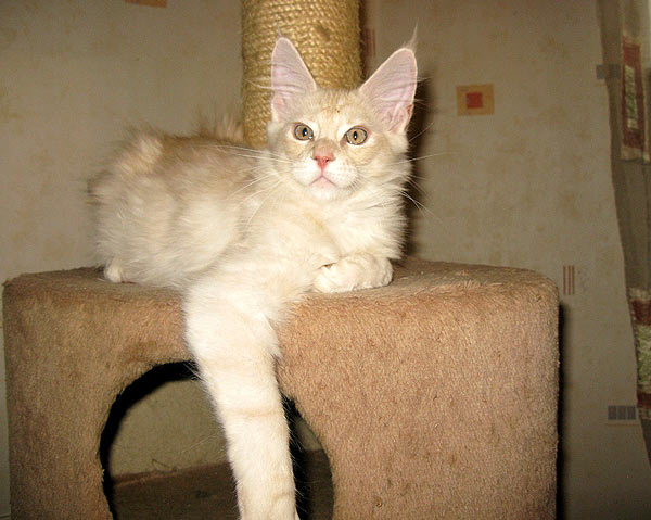 Питомник кошек мейн кун Bericoon & Soir de LuNa, Кот мейн кун Национальный  Чемпион NW(RU)11 SC FIFe GICh WCF & QGCH TICA BeRiCooN Zig SOIR DVM