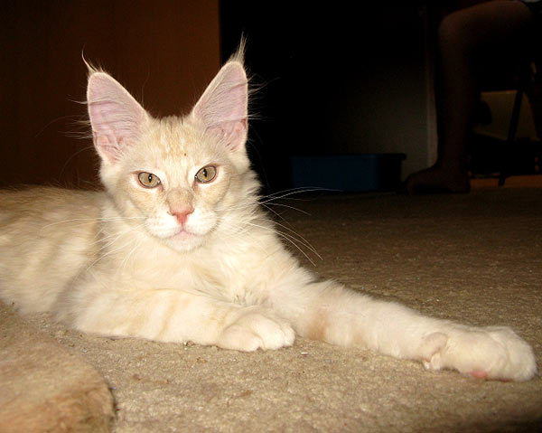 Питомник кошек мейн кун Bericoon & Soir de LuNa, Кот мейн кун Национальный  Чемпион NW(RU)11 SC FIFe GICh WCF & QGCH TICA BeRiCooN Zig SOIR DVM