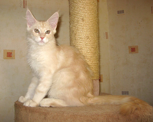 Питомник кошек мейн кун Bericoon & Soir de LuNa, Кот мейн кун Национальный  Чемпион NW(RU)11 SC FIFe GICh WCF & QGCH TICA BeRiCooN Zig SOIR DVM