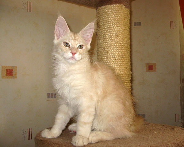 Питомник кошек мейн кун Bericoon & Soir de LuNa, Кот мейн кун Национальный  Чемпион NW(RU)11 SC FIFe GICh WCF & QGCH TICA BeRiCooN Zig SOIR DVM