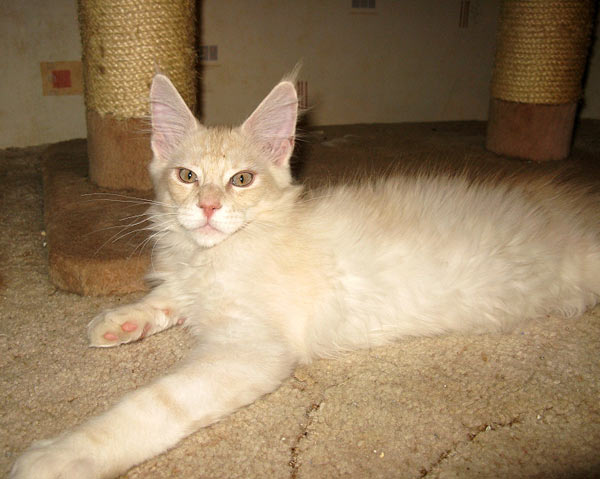 Питомник кошек мейн кун Bericoon & Soir de LuNa, Кот мейн кун Национальный  Чемпион NW(RU)11 SC FIFe GICh WCF & QGCH TICA BeRiCooN Zig SOIR DVM