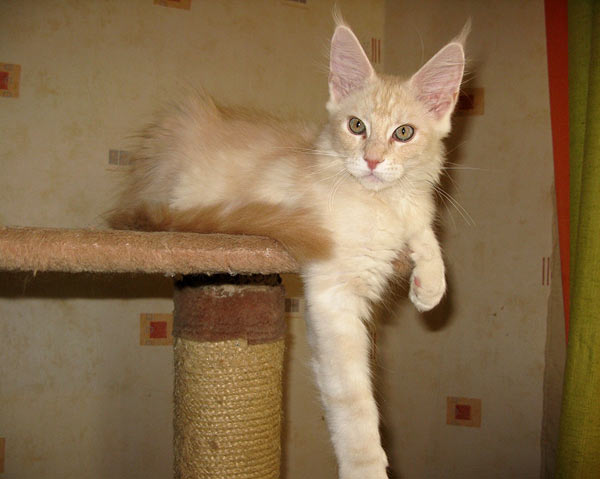 Питомник кошек мейн кун Bericoon & Soir de LuNa, Кот мейн кун Национальный  Чемпион NW(RU)11 SC FIFe GICh WCF & QGCH TICA BeRiCooN Zig SOIR DVM