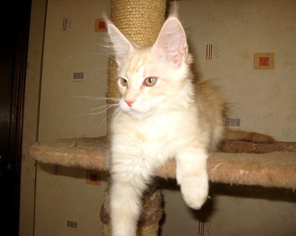 Питомник кошек мейн кун Bericoon & Soir de LuNa, Кот мейн кун Национальный  Чемпион NW(RU)11 SC FIFe GICh WCF & QGCH TICA BeRiCooN Zig SOIR DVM