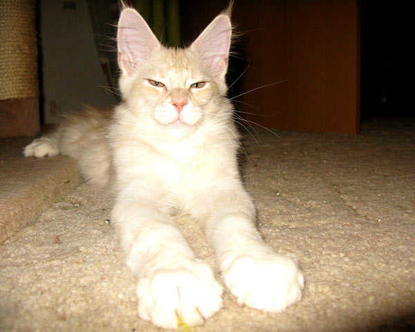 Питомник кошек мейн кун Bericoon & Soir de LuNa, Кот мейн кун Национальный  Чемпион NW(RU)11 SC FIFe GICh WCF & QGCH TICA BeRiCooN Zig SOIR DVM