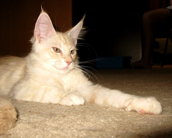 Питомник кошек мейн кун Bericoon & Soir de LuNa, Кот мейн кун Национальный  Чемпион NW(RU)11 SC FIFe GICh WCF & QGCH TICA BeRiCooN Zig SOIR DVM